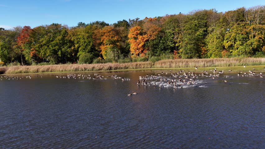 Large group of Canada geese taking flight from calm lake in autumn at local park viewed from above