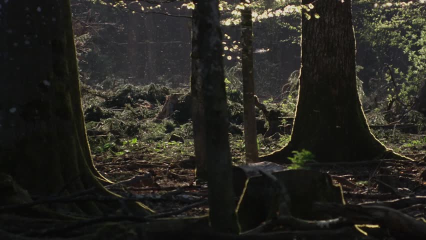 insects swarming and dancing in warm sunbeams of a forest while a wild boar quietly moves through the background