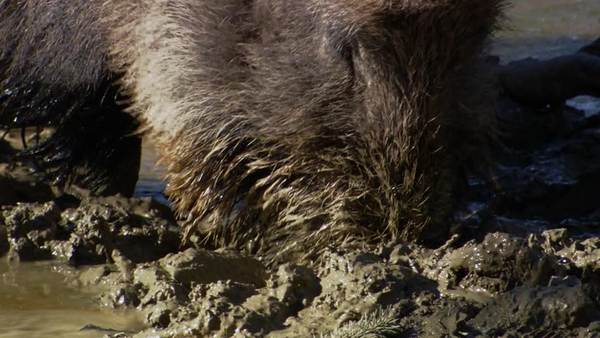 Close-up of wild boar snout digging in mud