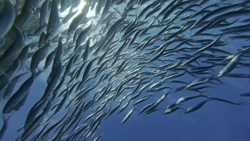 Underwater view of shoal of sardine fish swimming in sea in sun shine, 4k