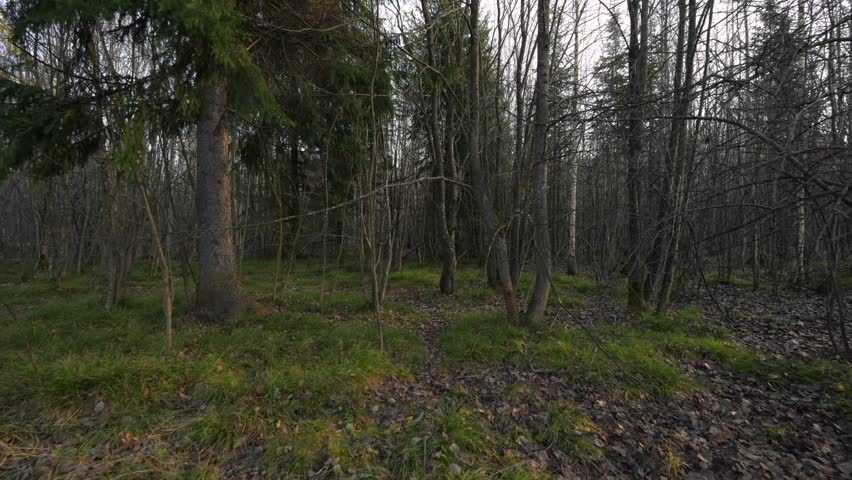 Autumn forest with fallen yellow leaves on the ground