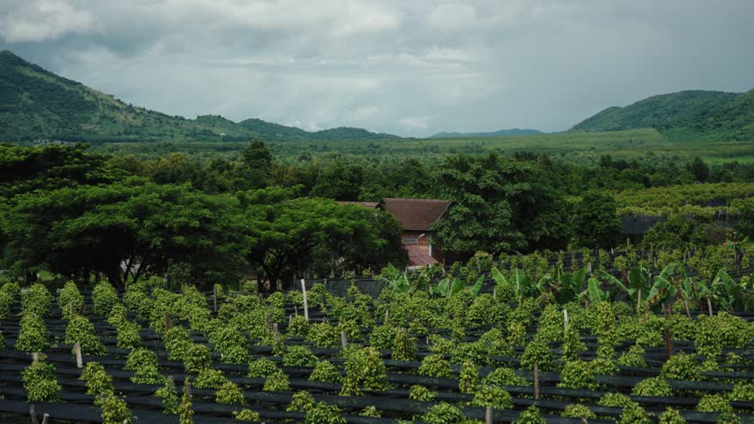 Pepper Plants in the pepper farm or field. Capia or chili red peppers in the farm