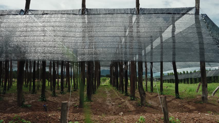 Pepper Plants in the pepper farm or field. Capia or chili red peppers in the farm