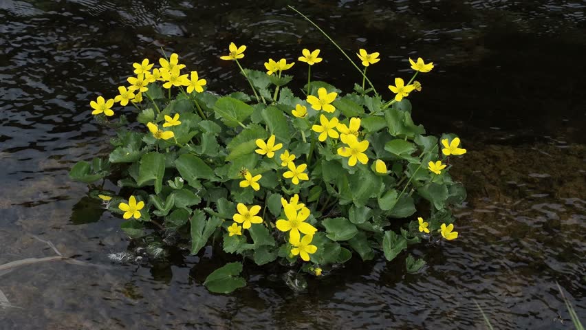yellow flowers in a stream