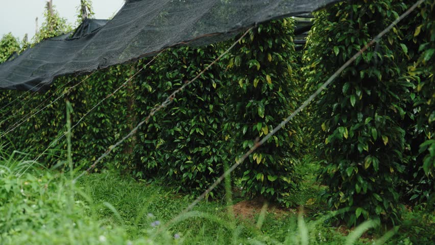 Pepper Plants in the pepper farm or field. Capia or chili red peppers in the farm
