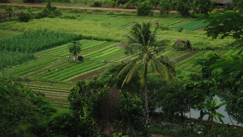 Pepper Plants in the pepper farm or field. Capia or chili red peppers in the farm