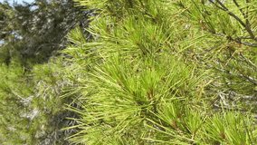 Close-up fragrant pine branches covered with lush green needles on warm sunny day. video captures natural textures, sunlight and refreshing aroma of pine, creating peaceful and rejuvenating atmosphere - Powered by Shutterstock - Get 15% off with code: PIKWIZARD15