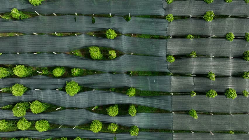 Pepper Plants in the pepper farm or field. Capia or chili red peppers in the farm
