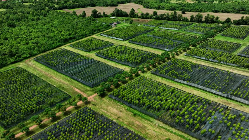 Pepper Plants in the pepper farm or field. Capia or chili red peppers in the farm