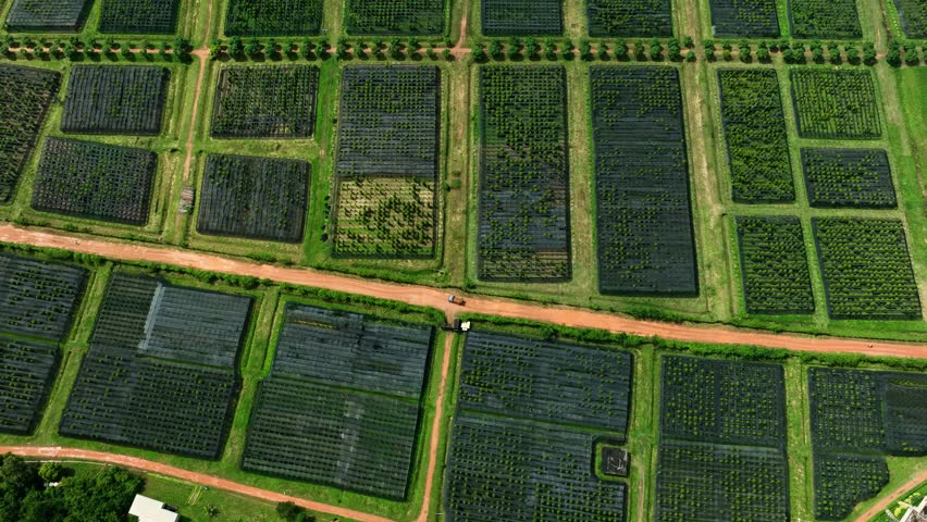 Pepper Plants in the pepper farm or field. Capia or chili red peppers in the farm