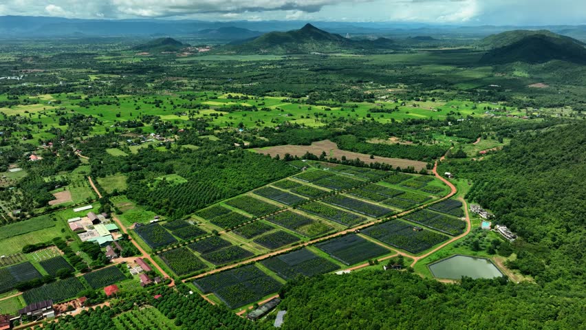 Pepper Plants in the pepper farm or field. Capia or chili red peppers in the farm