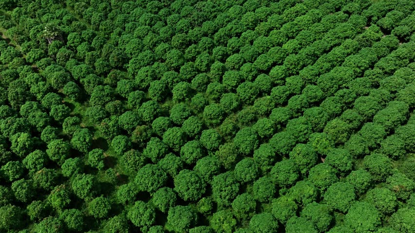 Pepper Plants in the pepper farm or field. Capia or chili red peppers in the farm