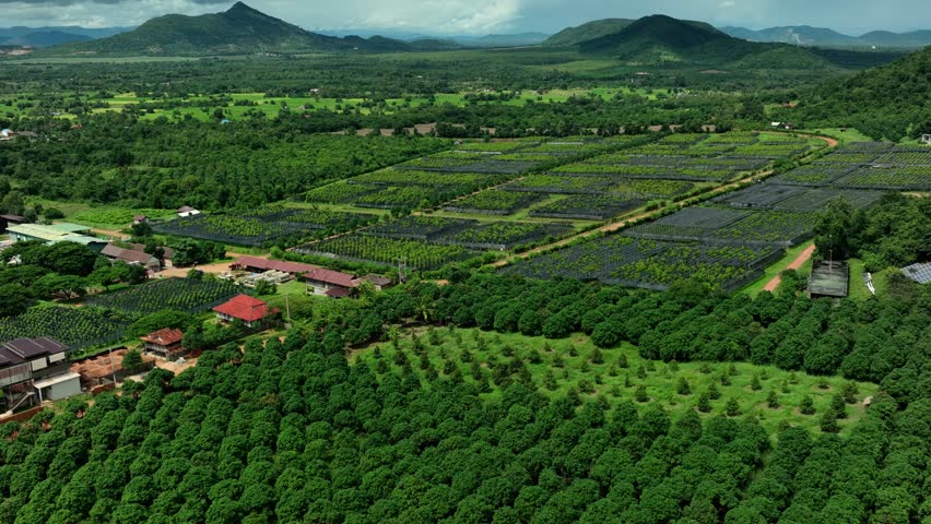 Pepper Plants in the pepper farm or field. Capia or chili red peppers in the farm