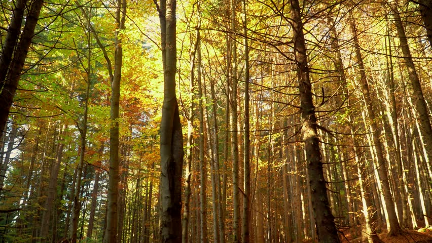 Golden leaves falling in autumn forest