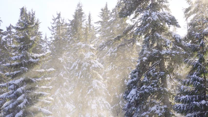 Wind blowing snow from pine trees with sunrays shining through