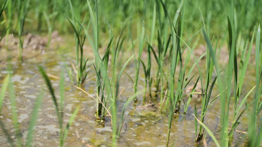 Close-up view of fresh rice sprouts trembling in water, capturing calm rural atmosphere and suitable for farming, nature, sustainability concepts, agricultural themes, , organic food visuals
