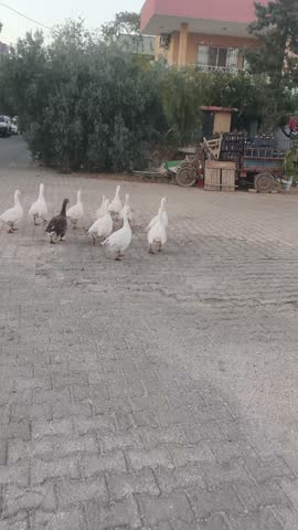 A large flock of geese is going home, more beautiful geese, a black goose, a flock of birds