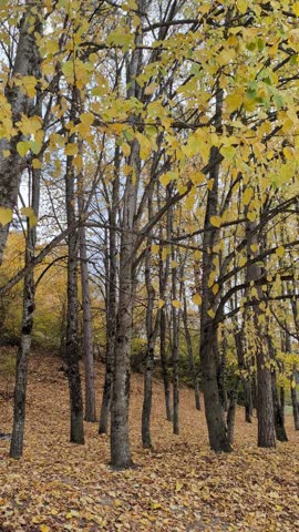 golden autumn in the forest 