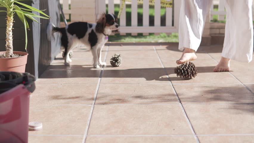 A woman with a dog cavalier kings charles spaniel walks on the veranda of her house. Spain, Alicante