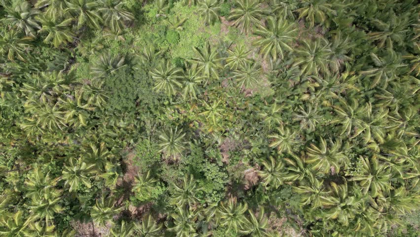 A breathtaking aerial view showcasing a vibrant and dense palm tree forest in Siarago, Philippines, highlighting the rich greenery and lush vegetation.