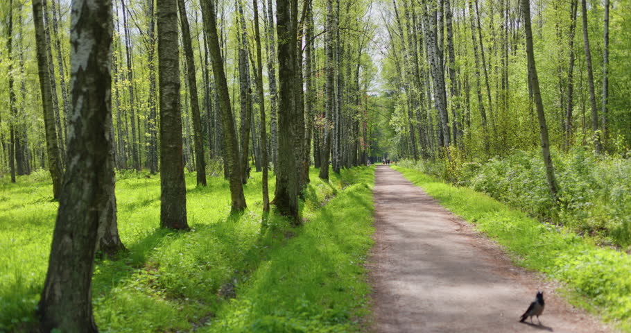 A spring park on a clear sunny day, fresh green foliage on black trunks and branches of trees, a background light illuminates the foliage