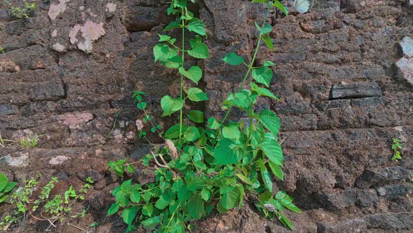 Climbing Plant on Rustic Wall: A resilient vine gracefully ascends a weathered, textured wall, showcasing nature