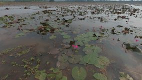 Lotus Pond: An aerial view of a serene lotus pond reveals a tranquil aquatic scene, with vibrant lotus flowers and lush lily pads floating on the water's surface. - Powered by Shutterstock - Get 15% off with code: PIKWIZARD15