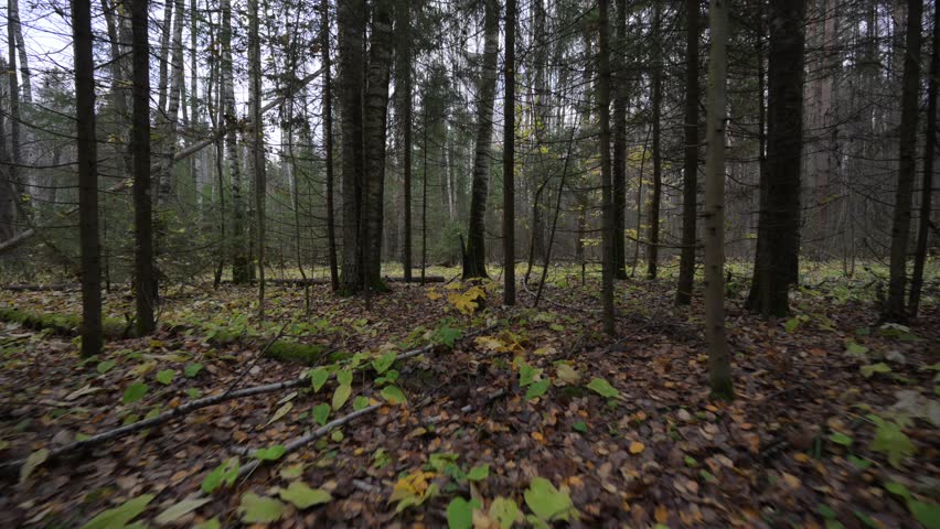 Autumn forest with fallen yellow leaves on the ground