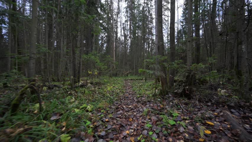 Autumn forest with fallen yellow leaves on the ground