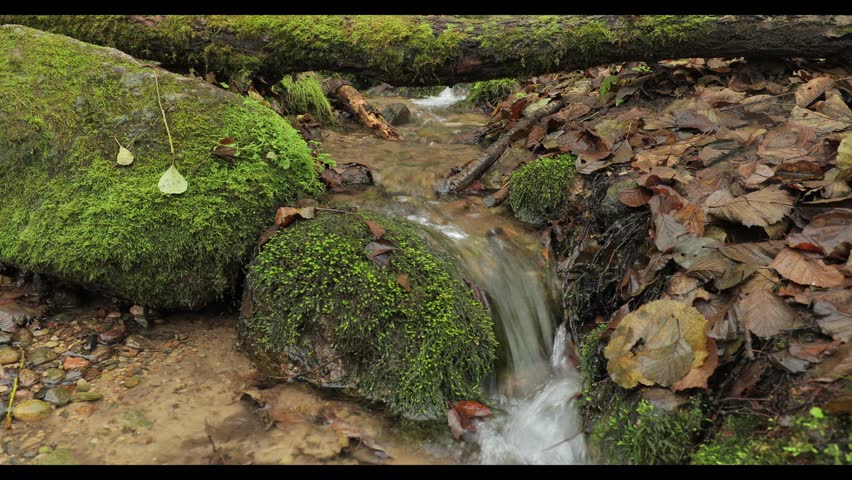 A fast flowing forest spring runs through rocky sandy bottom with large moss-covered stones and autumn leaves creating tranquil atmosphere for meditation
