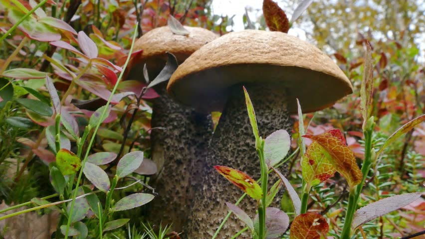 Beautiful boletus in the Lapland tundra on an autumn day.