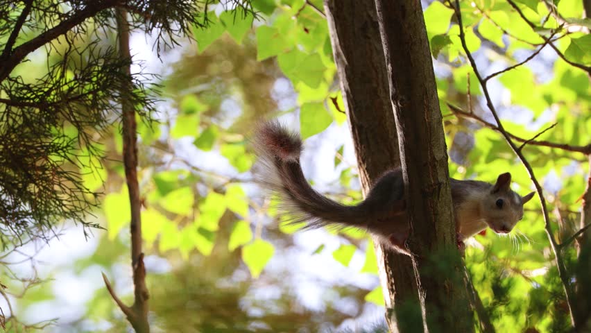 Red squirrel (Sciurus vulgaris) grooming itself on a tree branch in the forest.