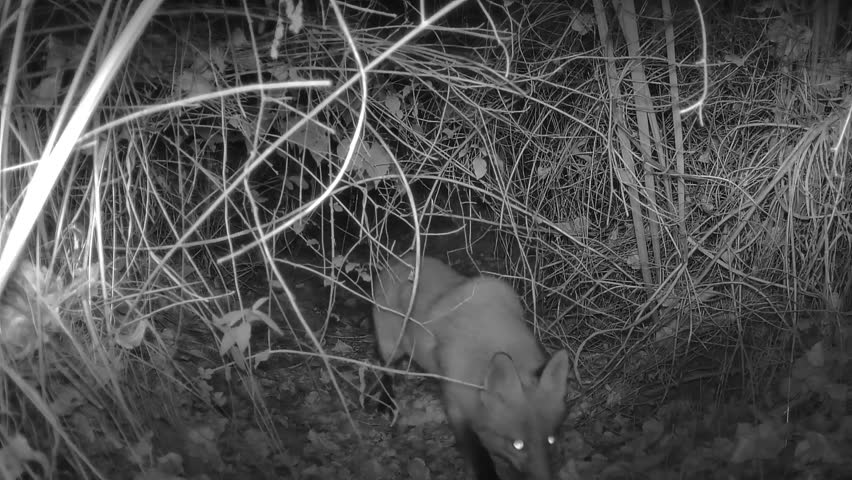 Fox filmed at night using a trail camera
