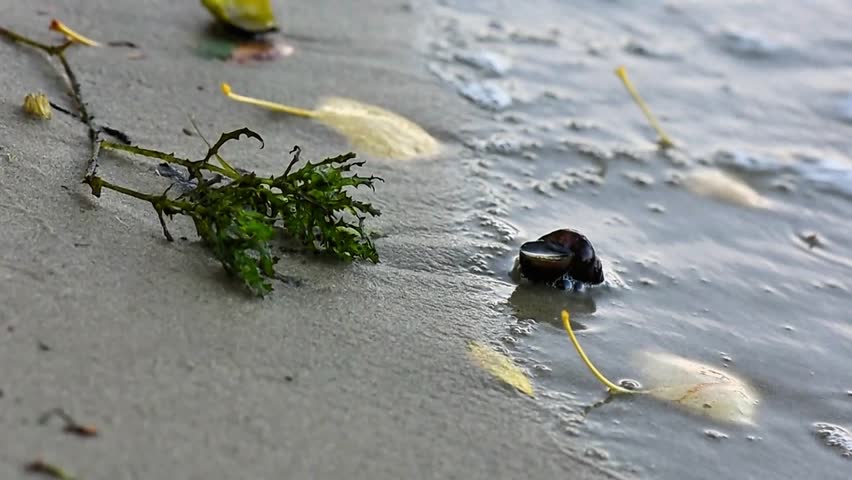 Shell and yellow oak tree leaves on sandy beach with calm waves