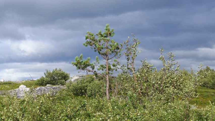 The landscape of the polar tundra. The unique nature, the kingdom of mosses and lichens, huge stones, unusual crooked trees.
