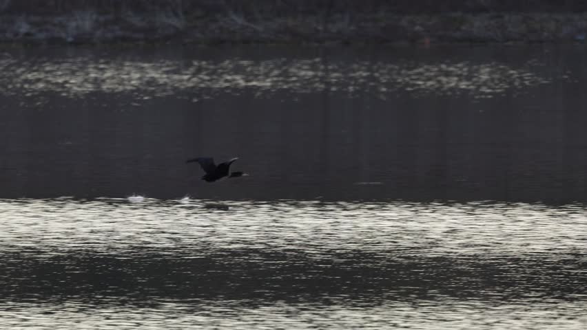 Great Cormorant (Phalacrocorax carbo) in Low Flight Touches the Water of the Beniarres Reservoir at Dusk, Spain