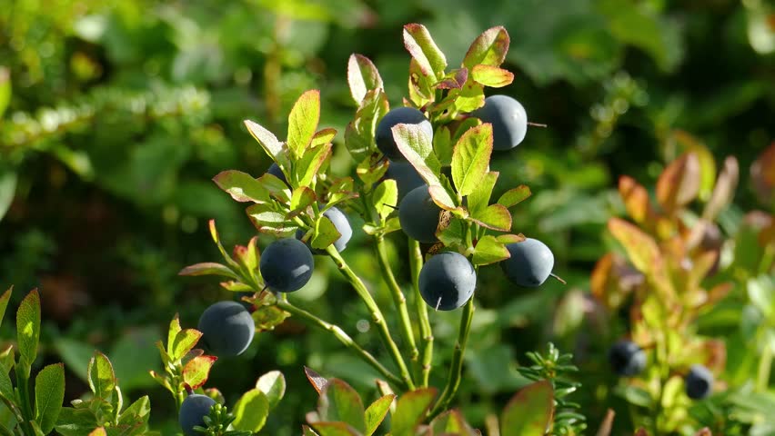 Ripe black-blue fruits of a northern plant called blueberry in the polar tundra on an autumn day.