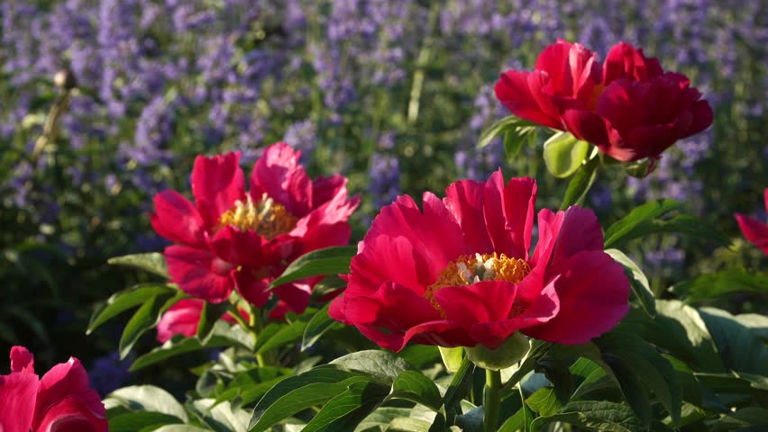A captivating close-up of vibrant red peony blossoms in full bloom, bathed in warm sunlight. The deep red petals and yellow centers are set against a lush, blurred garden background.