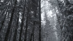 forest scene overview, examination of winter forest canopy, photograph capturing snowy pine forest from below, field researcher observes frosted pines beneath pale winter sky - Powered by Shutterstock - Get 15% off with code: PIKWIZARD15