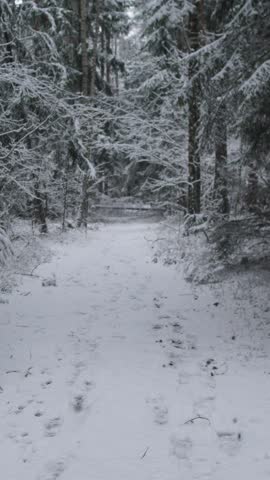 Alaska winter snowy trail winding through dense pines, scattered footprints and frosted branches, wildlife photographer framing composition, subtle overcast light and crisp cold air, ideal footage