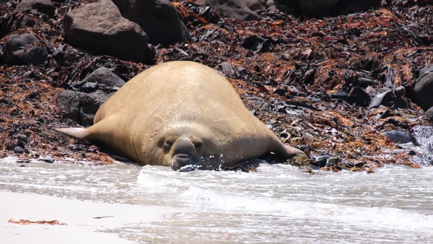 A large seal resting on a kelp-covered rocky shoreline of Crumpets Beach in Portland, Victoria. Australian coastal wildlife, marine mammals, and the rugged shoreline environment in Australia.