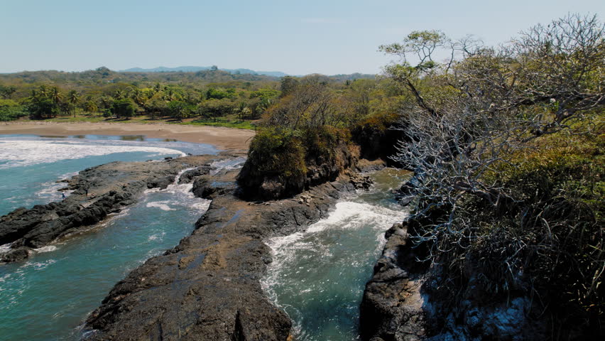 Pelicans resting on coastal trees near a tropical beach by lush forest Costa Rica