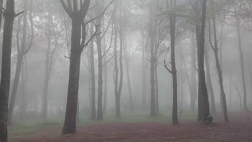 Misty forest,Trees shrouded in mist