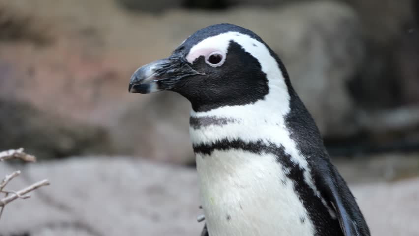 Cute penguin in Sunshine Aquarium, Ikebukuro, Tokyo, Japan.