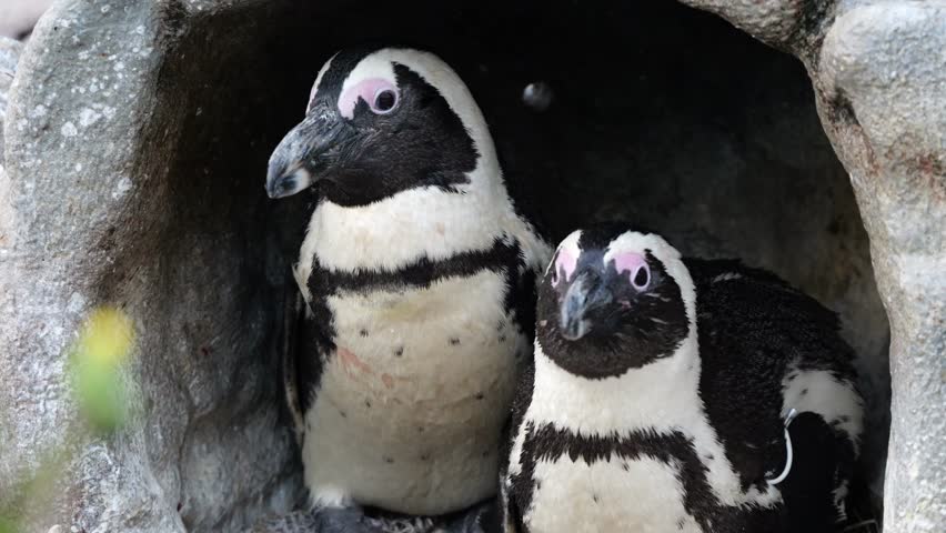 Cute penguin in Sunshine Aquarium, Ikebukuro, Tokyo, Japan.