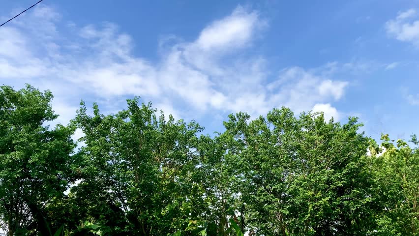 green trees under blue sky with clouds, the tree is moving, blown by the wind