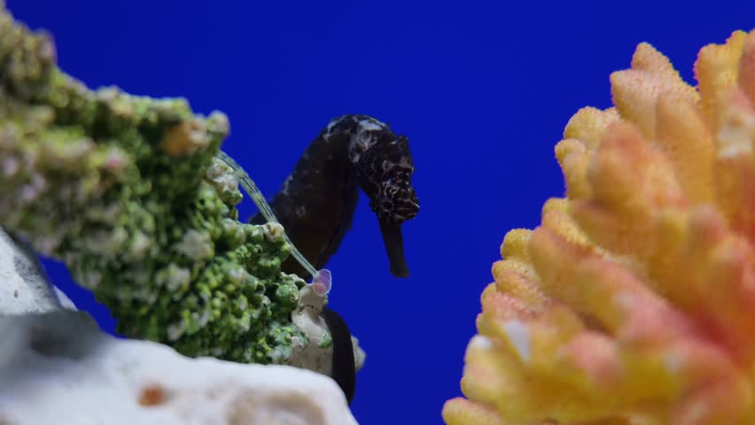 Seahorses in Sunshine Aquarium, Ikebukuro, Tokyo, Japan.
