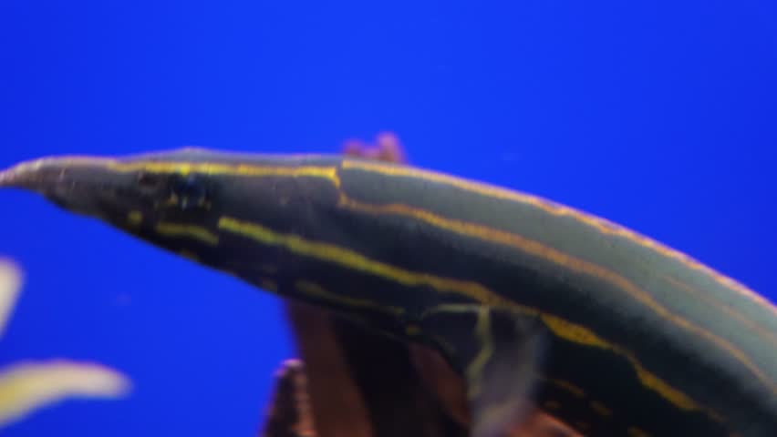 Fire eel in Sunshine Aquarium, Ikebukuro, Tokyo, Japan.