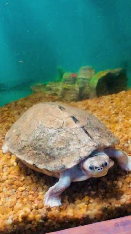 red-crowned roofed turtle (Batagur kachuga), a critically endangered species of freshwater turtle native to South Asia