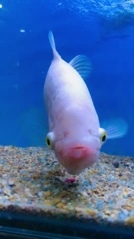 Giant Gourami (Osphronemus goramy), specifically an albino or leucistic variation. It is a large freshwater fish native to Southeast Asia, 